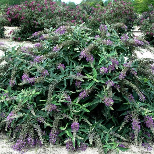 Lo & Behold® Purple Haze Butterfly Bush