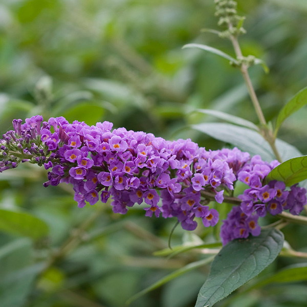 Lo & Behold® Blue Chip Butterfly Bush