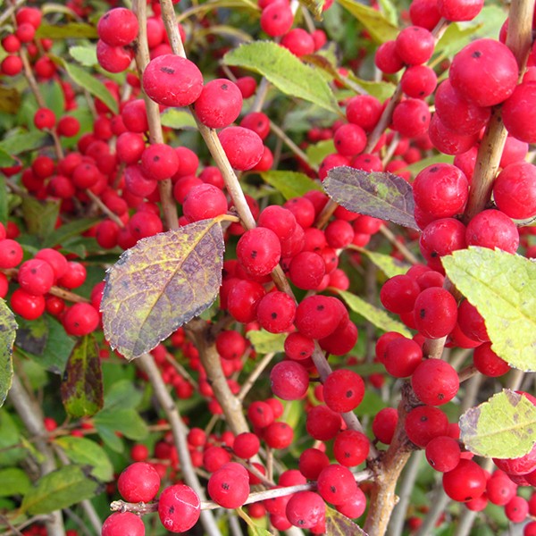 Red Sprite Holly