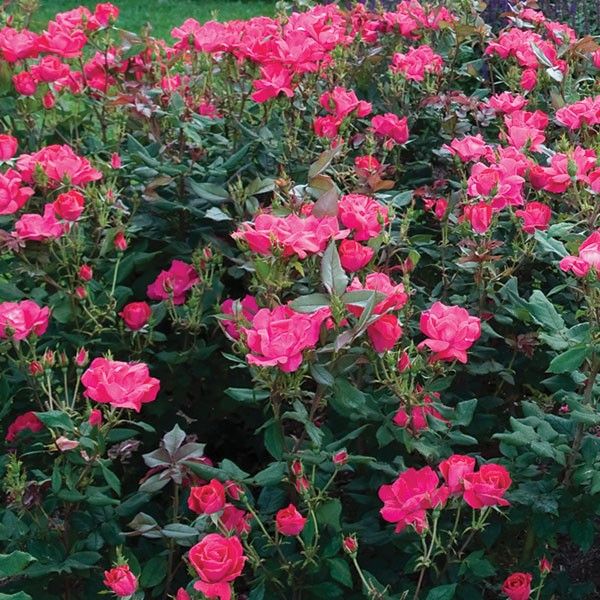 Red Knock Out&#174; Rose