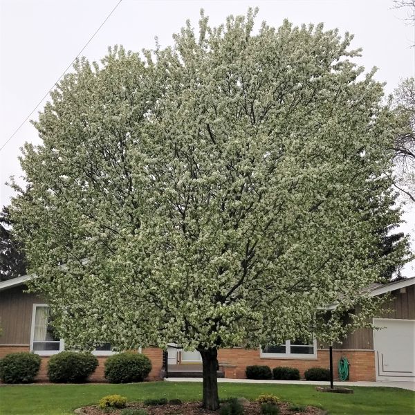 Dolgo Crabapple Tree