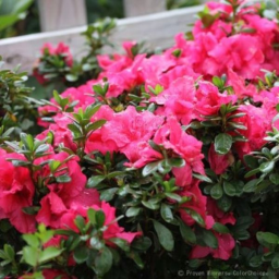 Bloom-A-Thon® Hot Pink Reblooming Azalea